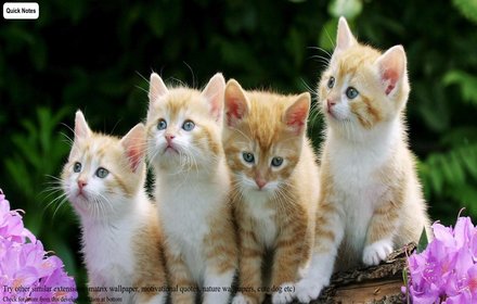 Cute Cat New Tab插件截图