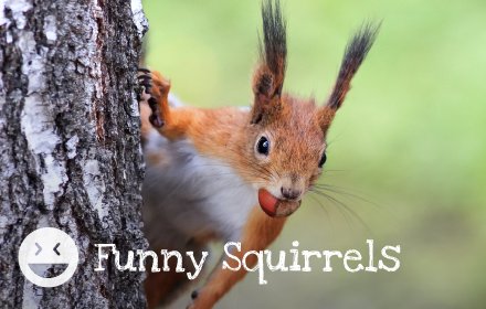 Funny Squirrels HD Wallpaper New Tab Theme插件截图