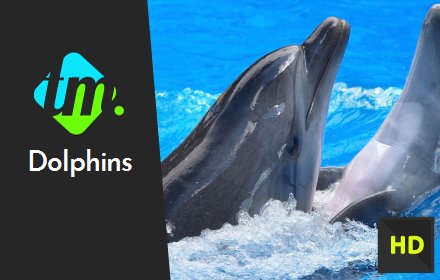 Cute Dolphins Wallpapers New Tab插件截图