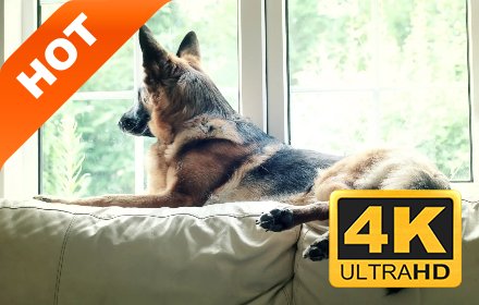 德国牧羊犬 高清壁纸 精选宠物系列 热门主题插件截图
