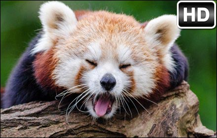 Red Panda HD Wallpapers New Tab Themes插件截图