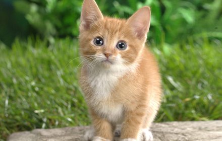Cats Awesome Images插件截图