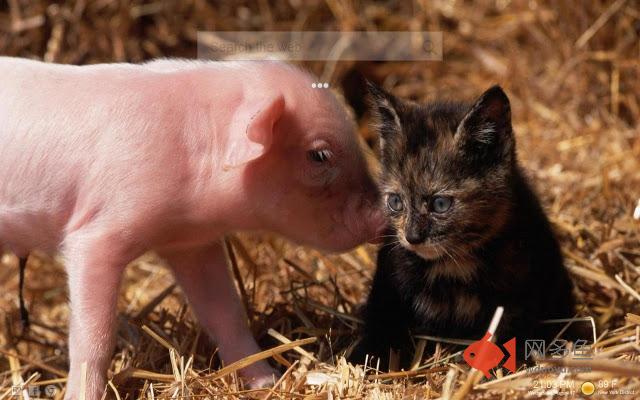 Pig Wallpaper Hd Pigs New Tab Themes