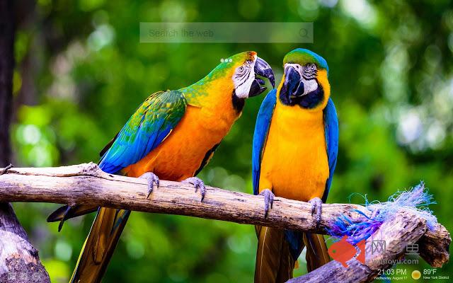 Birds Backgrounds