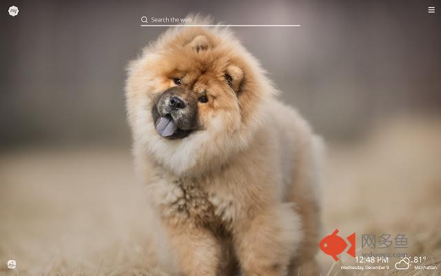 My Chow Chow HD Wallpapers New Tab Theme