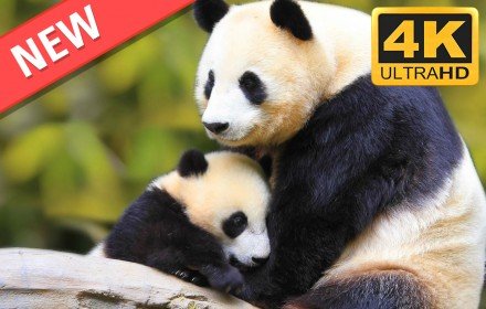 Cute Pandas HD Wallpapers New Tab Theme插件截图