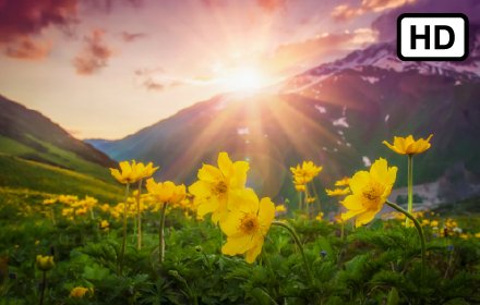 Sunrays HD Wallpapers New Tab Theme插件截图