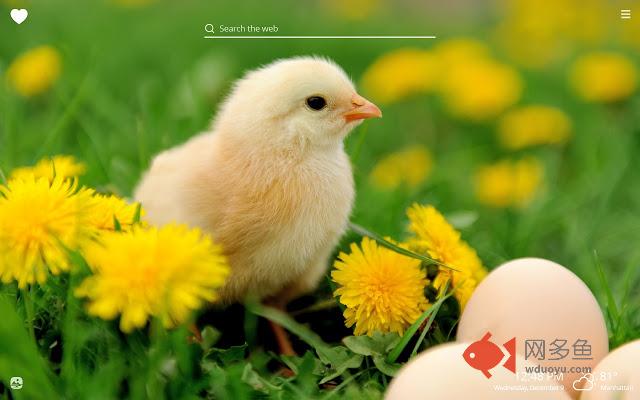 Cute Baby Chicks HD Wallpapers New Tab Theme