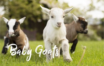 *NEW* Baby Goats HD Wallpapers New Tab Theme插件截图