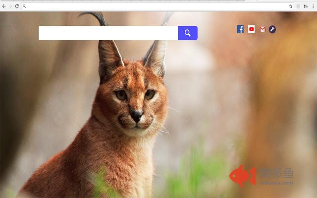 Wild Cats Wallpaper Full HD Themes 