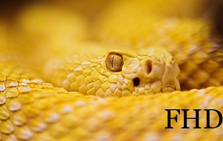 Snakes Wallpapers Full HD插件截图