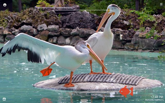 Funny Birds HD Wallpapers New Tab Theme