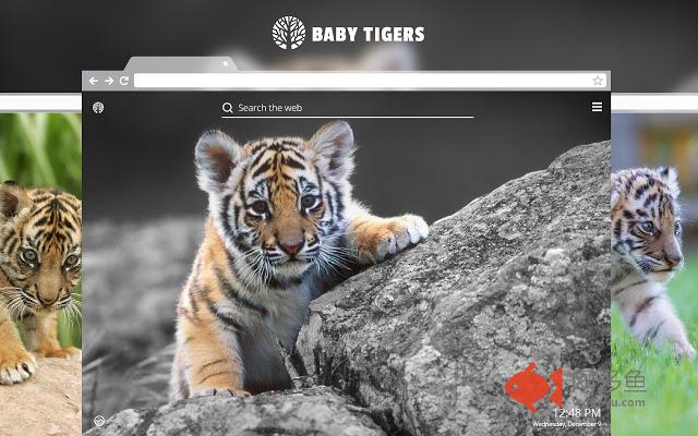 Baby Tigers HD Wallpaper New Tab Theme
