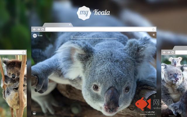 My Koala Bear - Adorable Koala HD Wallpapers