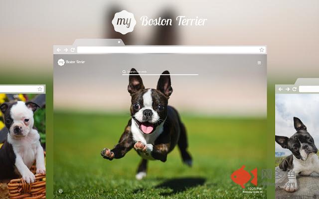 My Boston Terrier HD Dog Wallpapers Theme