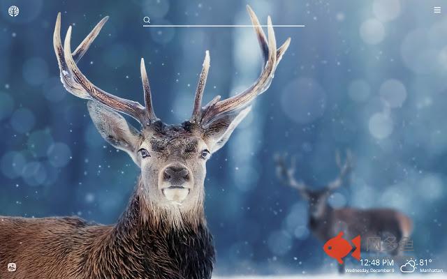 Winter Deer HD Wallpapers New Tab Theme
