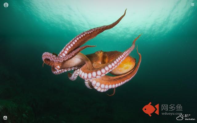 Octopus HD Wallpapers New Tab Theme