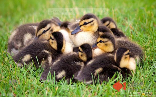 Cute Ducks Wallpapers NewTab