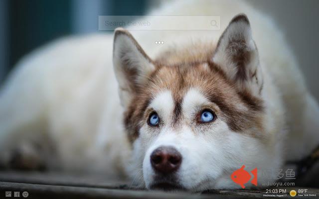 Siberian Husky NewTab HD