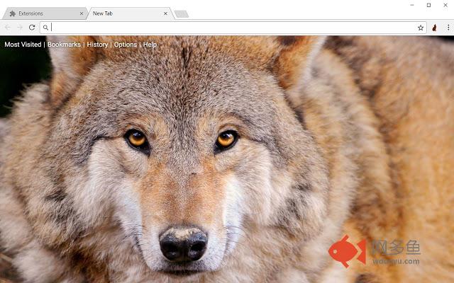 Wolf HD Wallpapers Wolves New Tab Theme