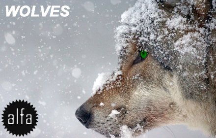 Wolf HD Wallpapers Wolves New Tab Theme插件截图