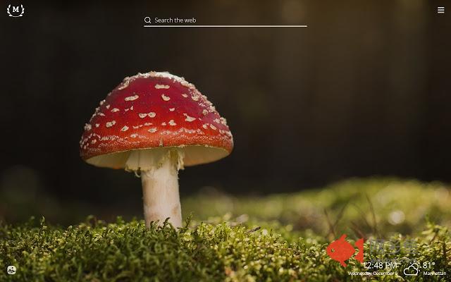 Mushrooms HD Wallpapers New Tab Theme