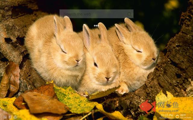 Cute Bunny Wallpapers