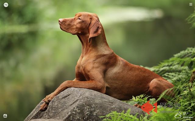 My Pointer Dog HD Wallpapers New Tab Theme