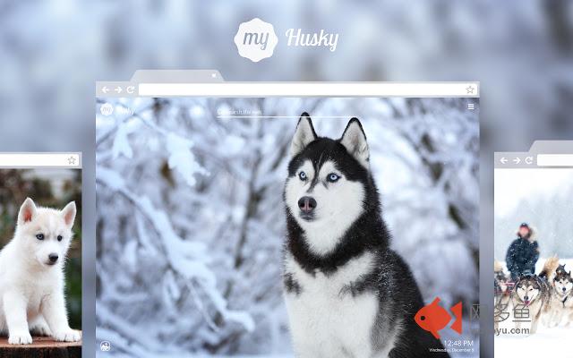 My Husky - Cute Dog & Puppy HD Wallpapers