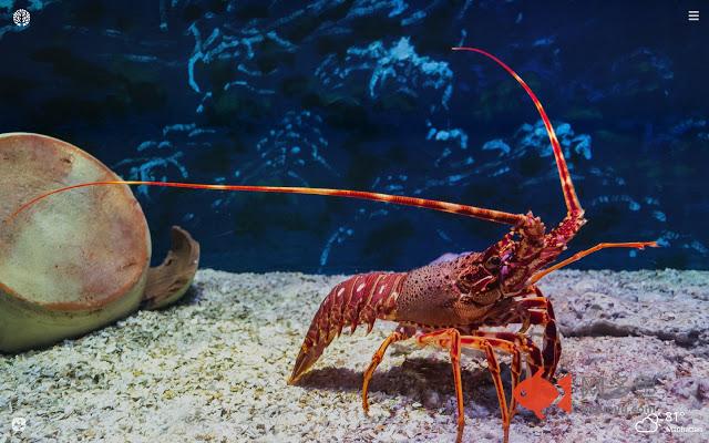 Lobster HD Wallpapers New Tab Theme