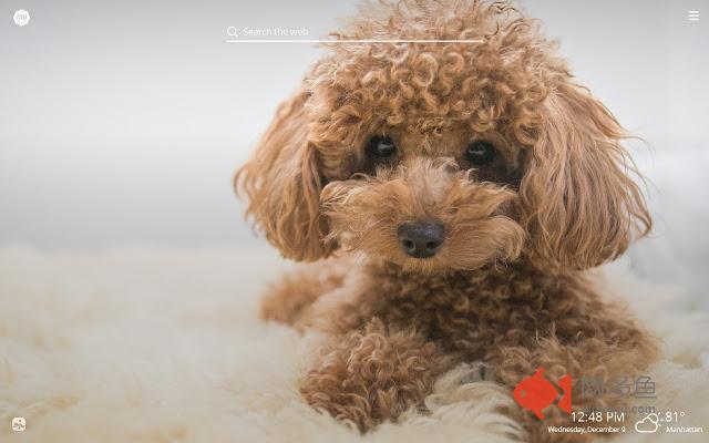 My Poodle HD Wallpapers New Tab Theme
