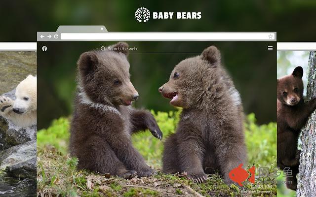 Baby Bears HD Wallpaper New Tab Theme