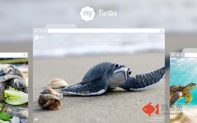 My Turtles - Cute Turtle HD Wallpapers