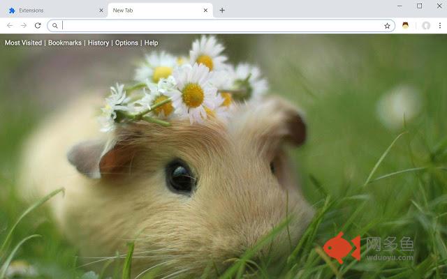 Hamster New Tab Wallpapers Hamsters HD Theme