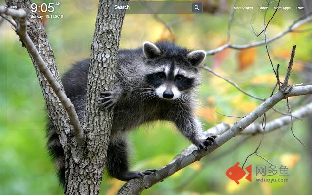 Raccoons Wallpapers Theme New Tab