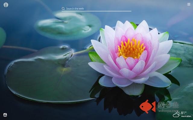 Lotus Flower HD Wallpapers New Tab Theme