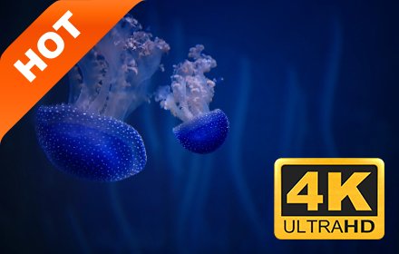 水母 新标签页 高清壁纸 热门壁纸 主题插件截图