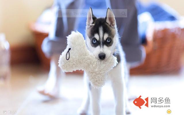 Husky Wallpaper Hd New Tab - Huskies Themes