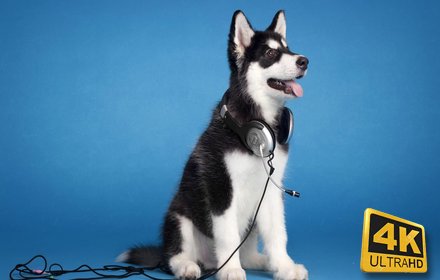 Husky Wallpaper Hd New Tab - Huskies Themes插件截图