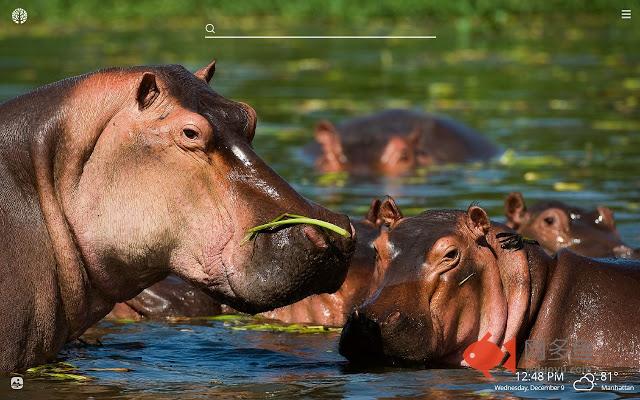 Hippos HD Wallpapers New Tab Theme