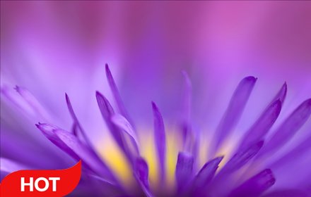 Flower HD Wallpapers插件截图