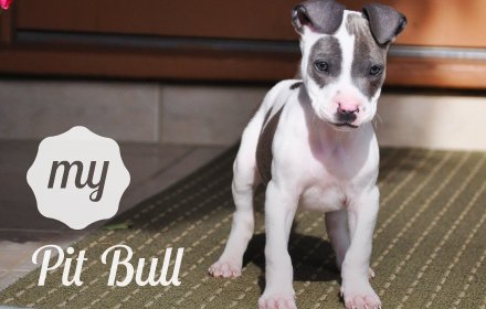 My Pitbull - Cute Dog & Puppy Wallpapers插件截图