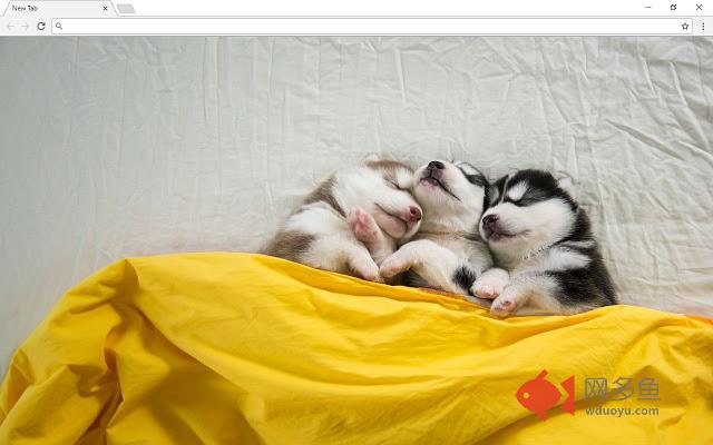 Dogs And Puppies New Tab & Themes