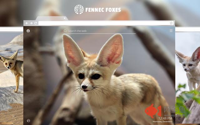 Fennec Fox HD Wallpapers New Tab Theme