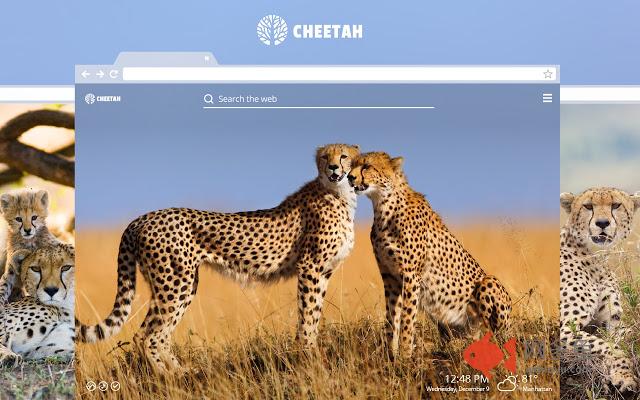 Cheetah HD Wallpaper New Tab Theme