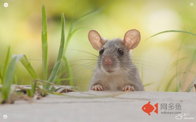 MyCute Rat HD Wallpapers New Tab