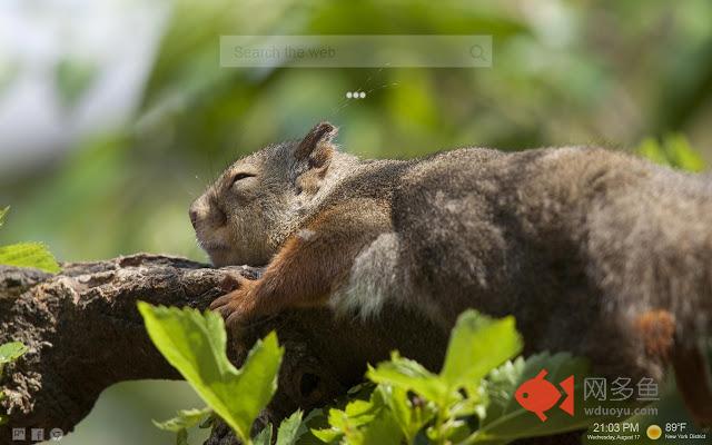 Cute Squirrels Themes HD Tab