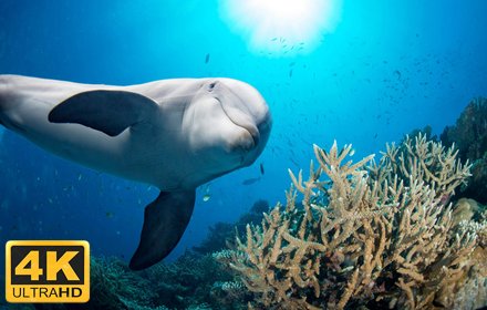 Underwater Ocean NewTab Backgrounds插件截图