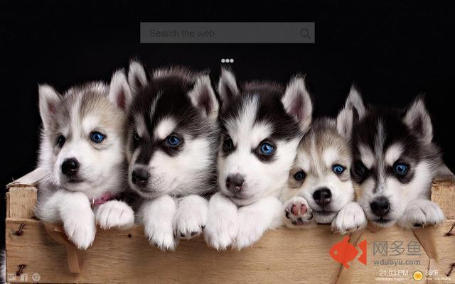 Husky Wallpaper Hd New Tab - Huskies Themes