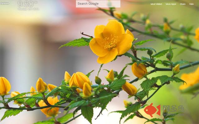 Yellow Flowers FullHD New Tab Wallpapers